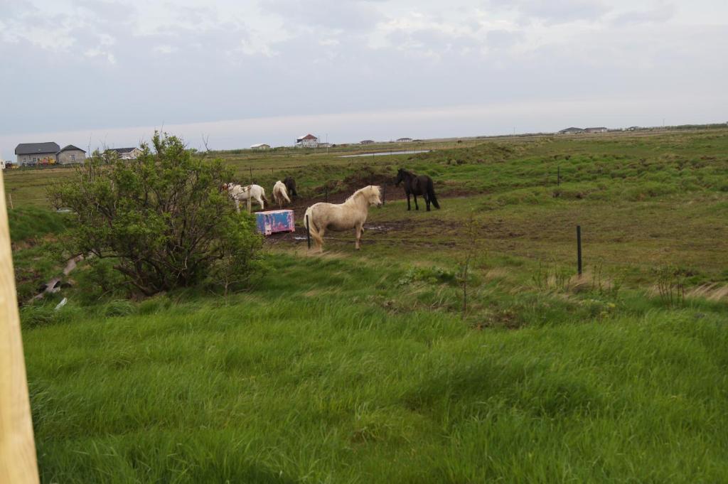 Guesthouse Nordheimar Selfoss Exterior foto